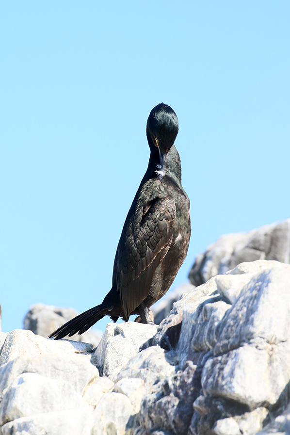 Farne Islands - Shag